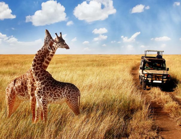 african-splendours-safari