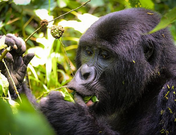 3 Days Rwanda Gorilla Trekking Adventure