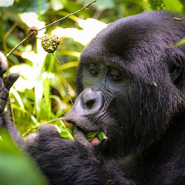 3 Days Rwanda Gorilla Trekking Adventure