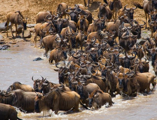 Wildebeest3