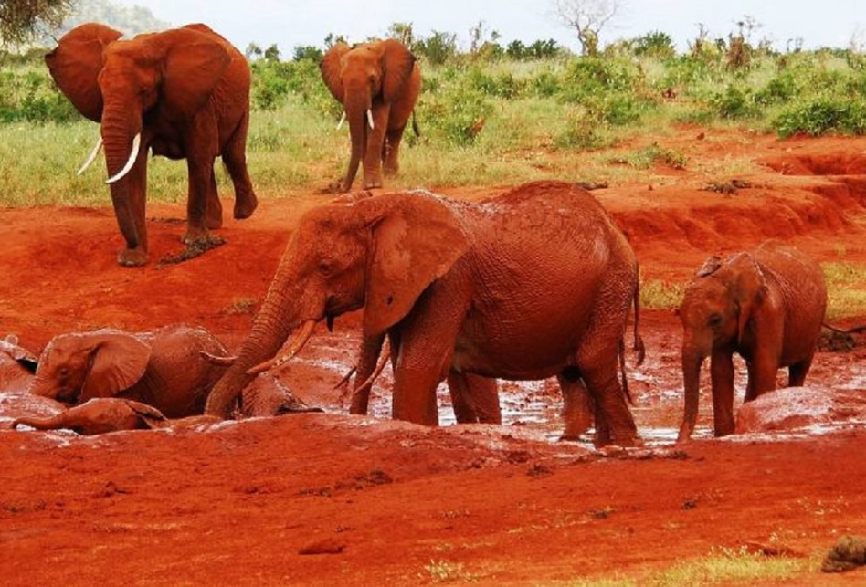 The Elephant Trail Safari