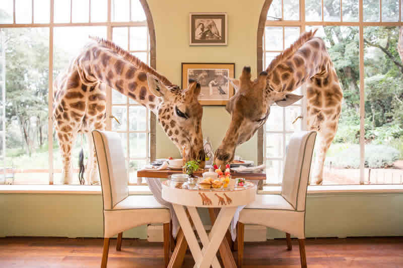 What Is the Cost of Staying at Giraffe Manor Kenya