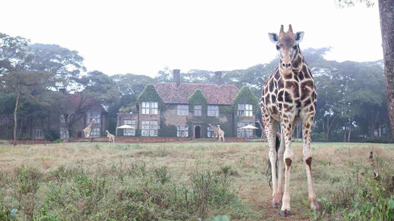 What Is the Cost of Staying at Giraffe Manor Kenya