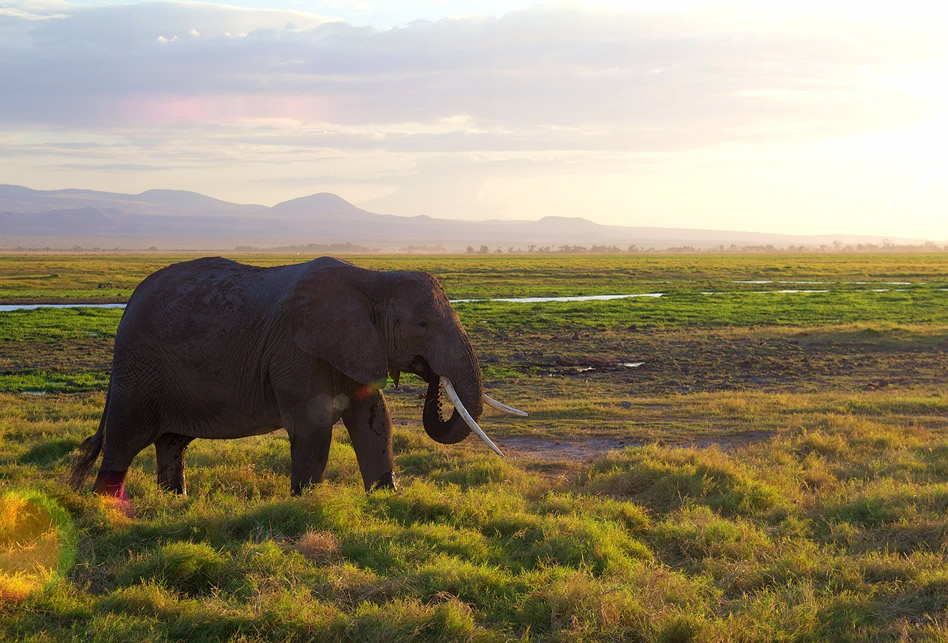 What is the Cost of a Flying Safari to Amboseli?