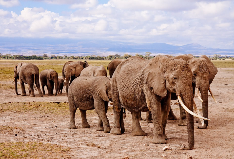What is the cost of a flying safari to amboseli