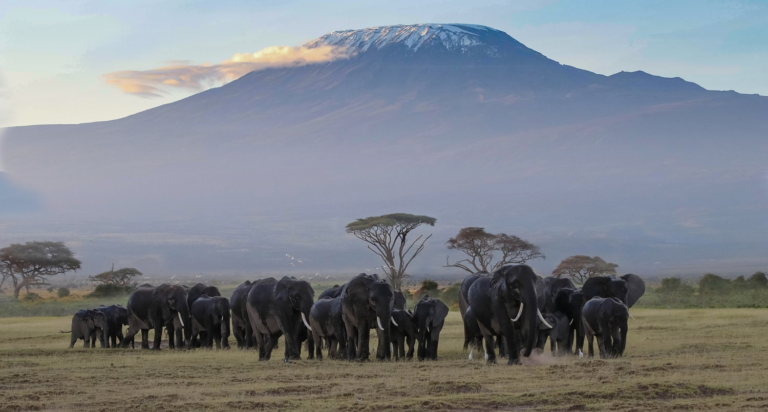 What is the Cost of a Flying Safari to Amboseli?