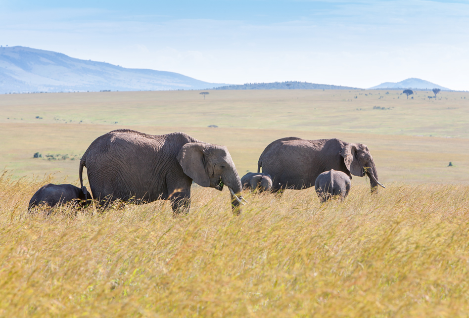 Masai Mara Walking Safari