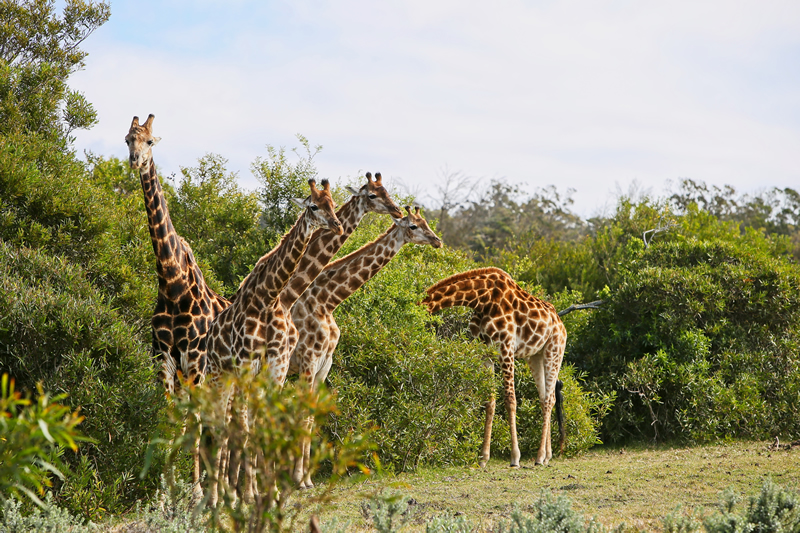 What is the Cost of a Kenyan Safari