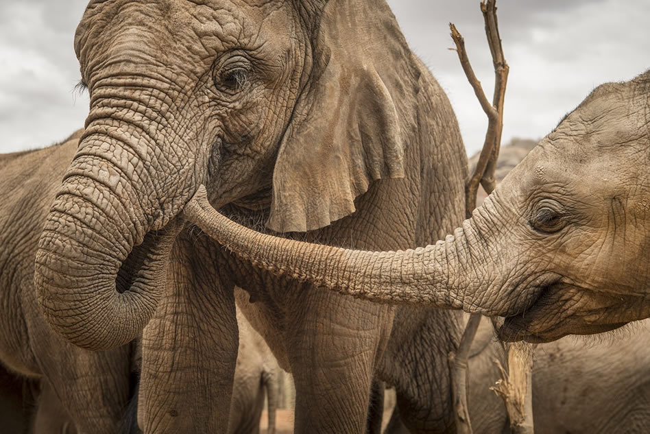 Cost of visiting Reteti Elephant Sanctuary