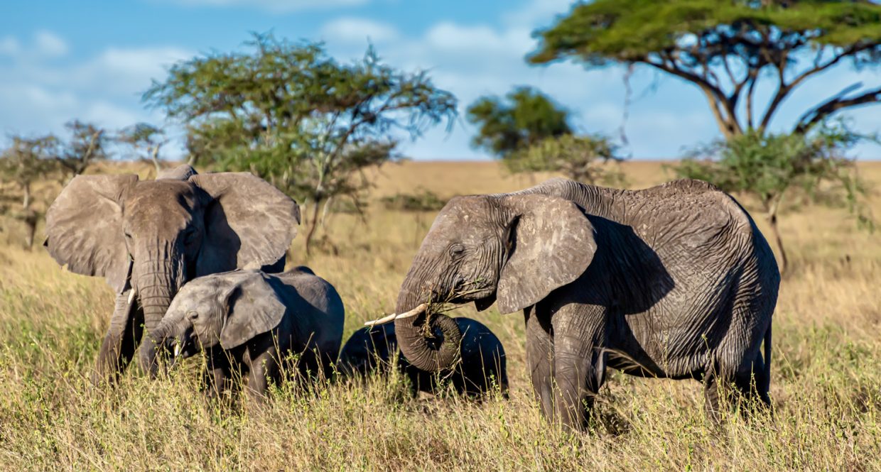 Masai mara vs Serengeti