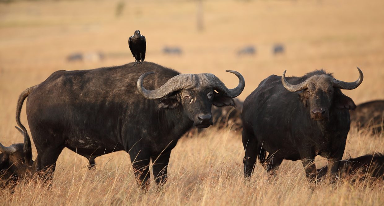 Masai mara, Nairobi, Amboseli