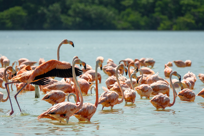 Lake Nakuru National Park