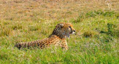 Luxury Masai Mara Safari Experiences