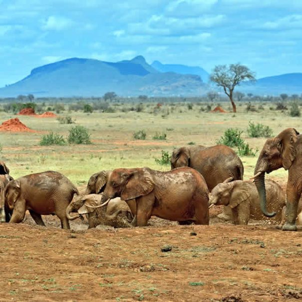 masai village visit cost