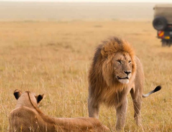 The Big Cats of Masai Mara