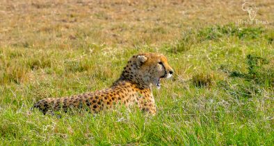 The Big Cats of Masai Mara