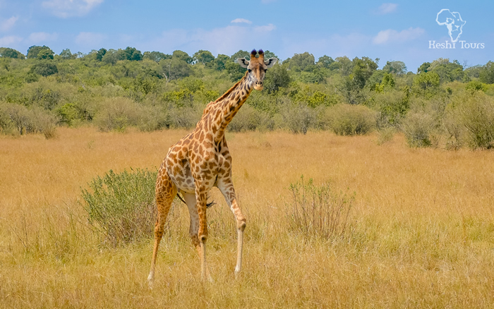 Luxury Masai Mara Safari