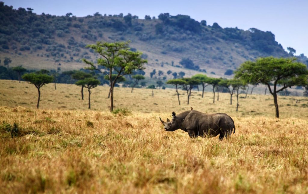 The Masai Mara Big 5