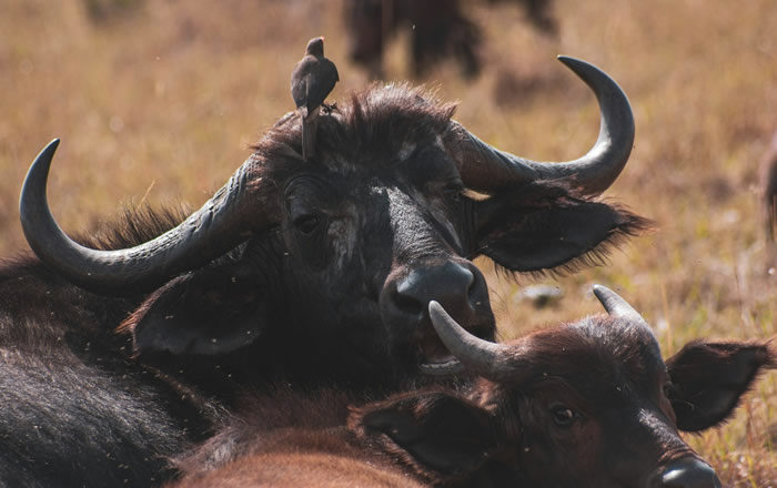 The Masai Mara Big 5