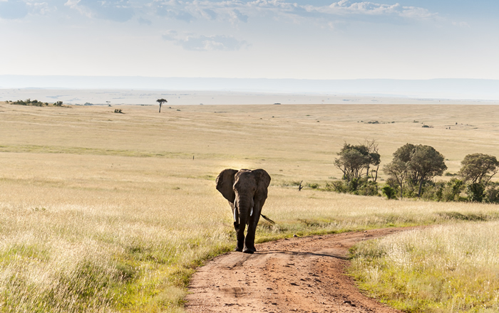 Why Masai Mara is Special