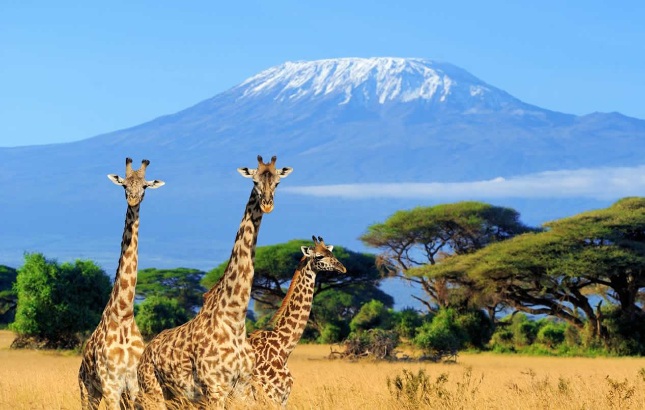 Cost of Amboseli Safari