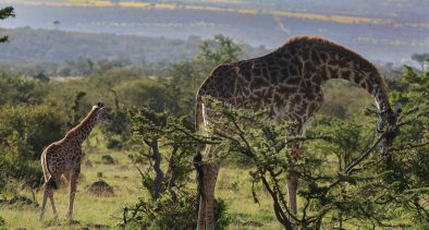 A Kenya Travel Guide for Croatians