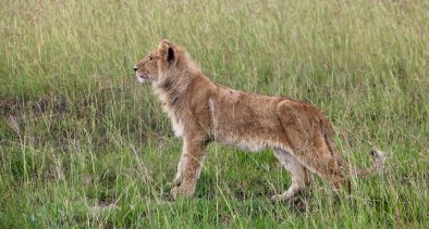 Czech Traveler Guide to Kenya