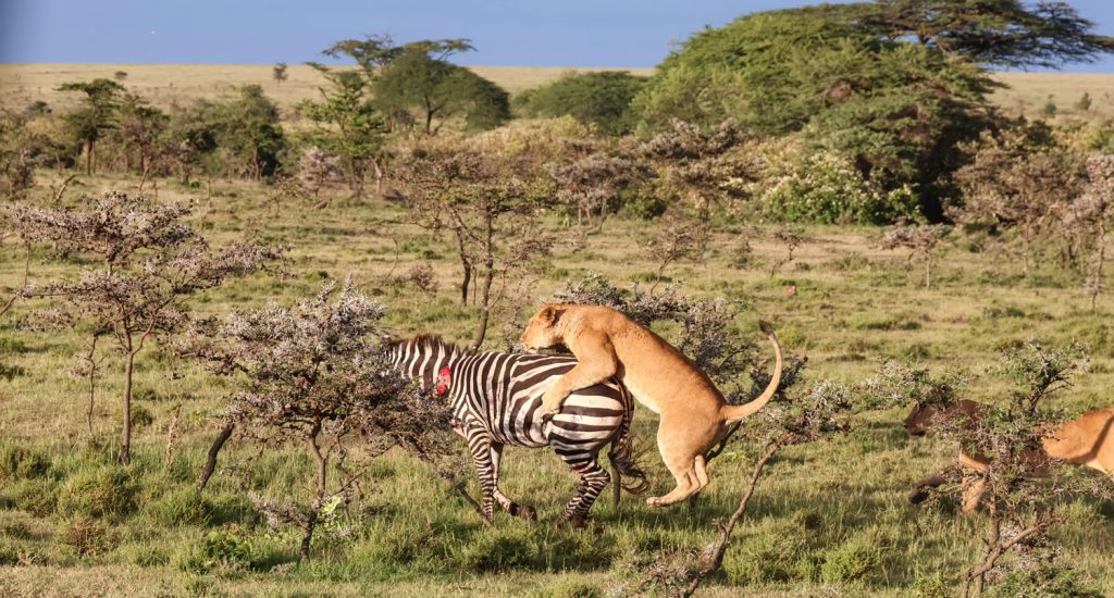Polish Travelers Kenya Guide