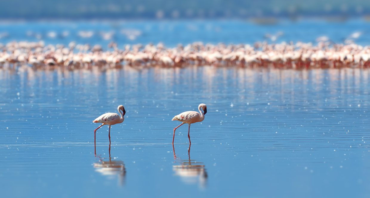 Mid-Range Safari in Kenya