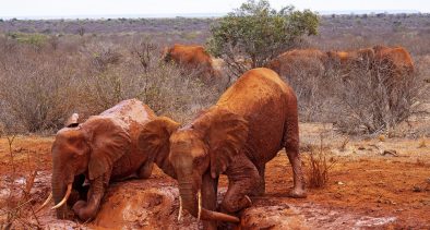 Slovak Tourists' Top Kenyan Destinations