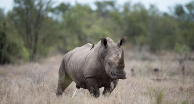 Black Rhinos in Kenya