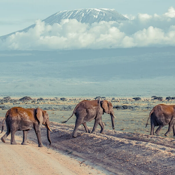 3 Days 2 Nights Amboseli Featured