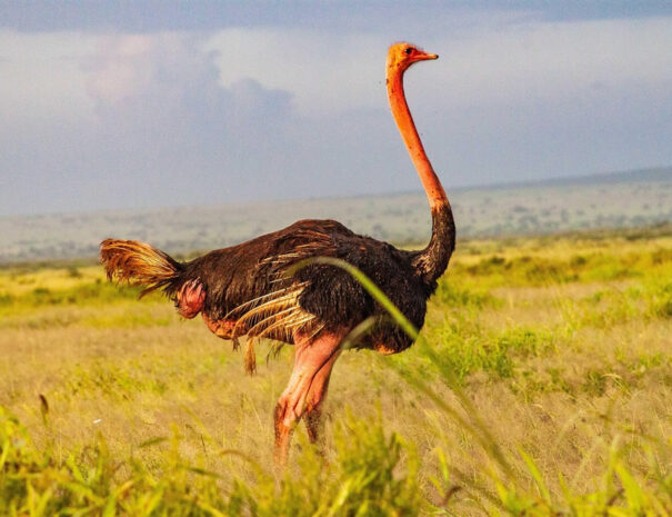 3-days-amboseli-gal1