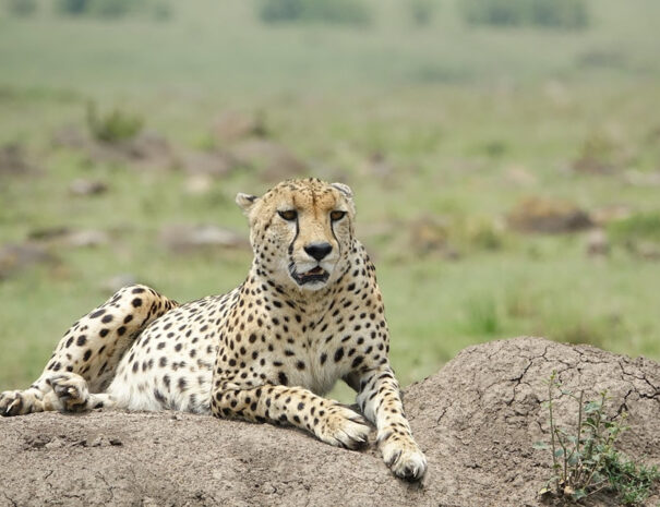 6 Days Masai Mara, Lake Nakuru & Amboseli Group Joining