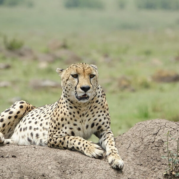 6 Days Masai Mara, Lake Nakuru & Amboseli Group Joining