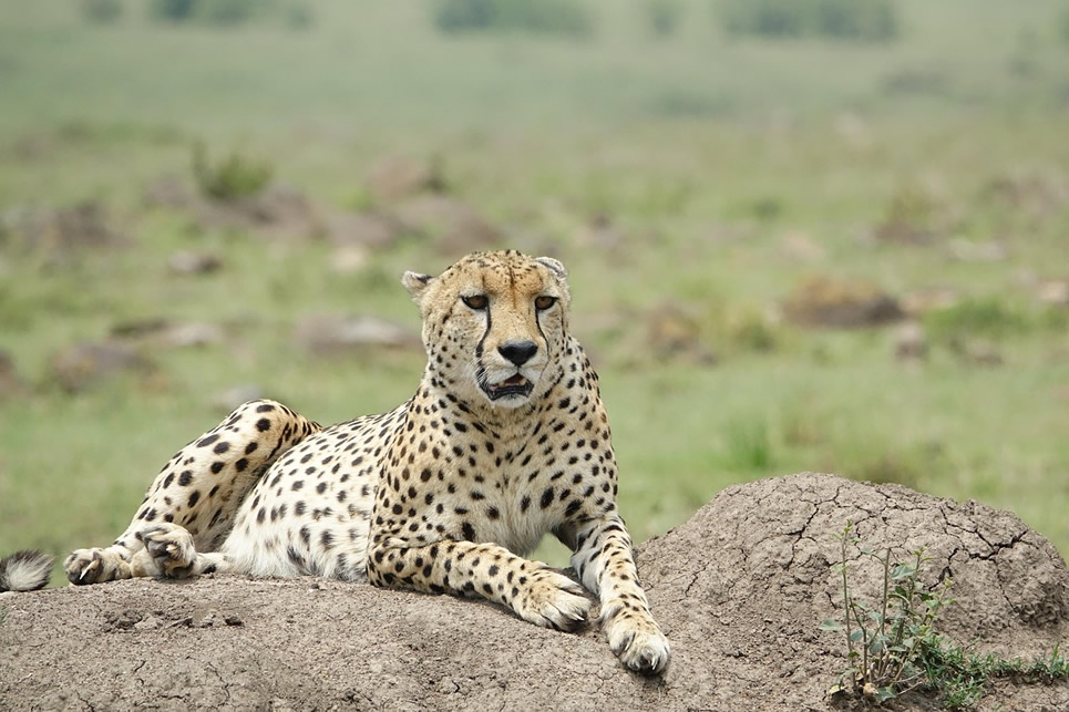 6 Days Masai Mara, Lake Nakuru & Amboseli Group Joining