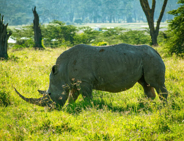 4-days-masai-mara-lake-nakuru-featured