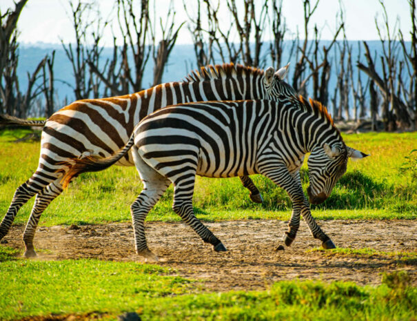6days-mara-nakuru-amboseli-featured